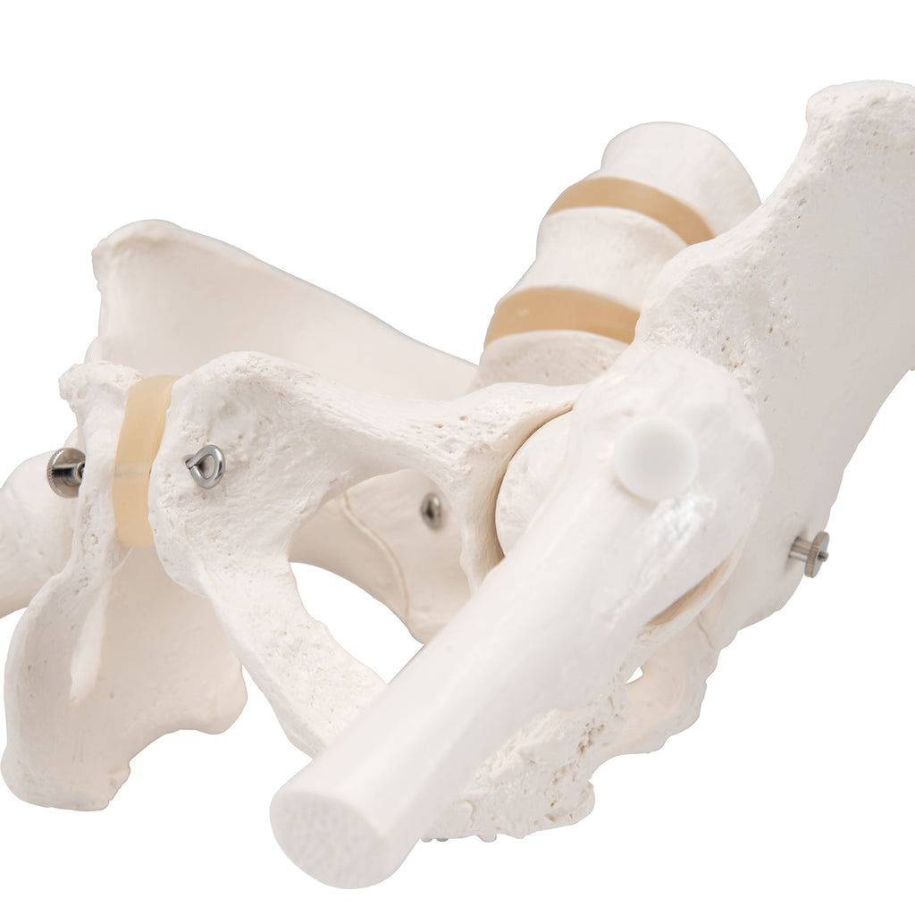 3B Scientific A62 Female Pelvic Skeleton with Moveable Femur Heads