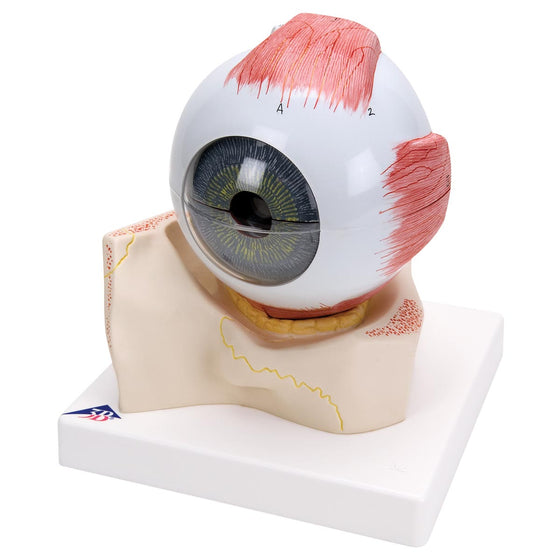 Eye Model 5x Full-Size on Bony Orbit Base