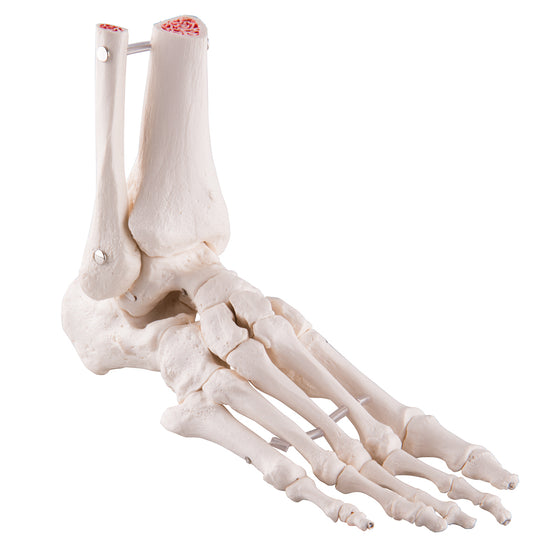 Foot Skeleton Flexibly  Mounted with Portions of Tibia-Fibula