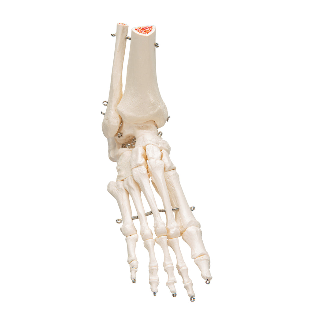 3B Scientific A31/1 Foot Skeleton Flexibly Mounted with Portions of Tibia-Fibula