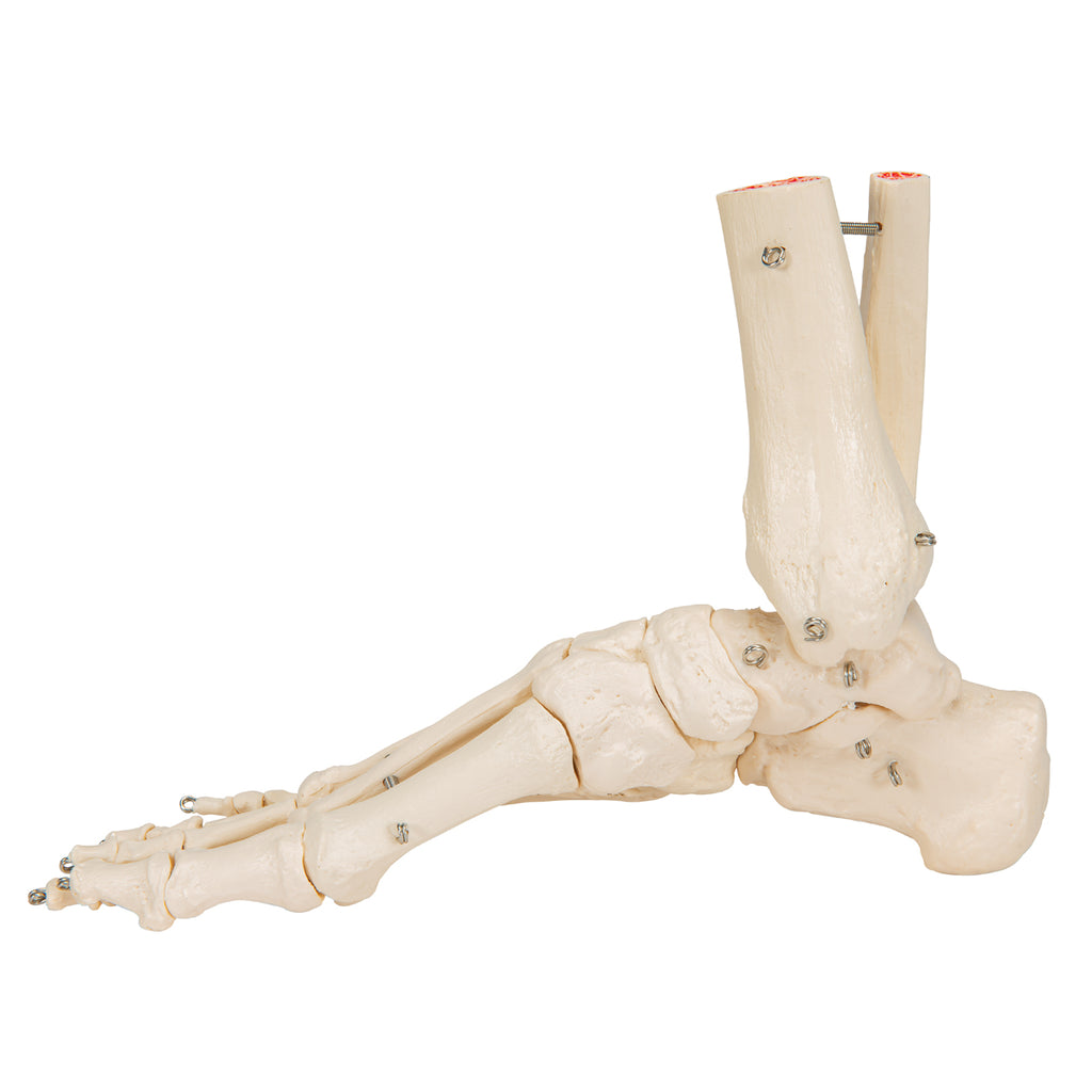 3B Scientific A31/1 Foot Skeleton Flexibly Mounted with Portions of Tibia-Fibula