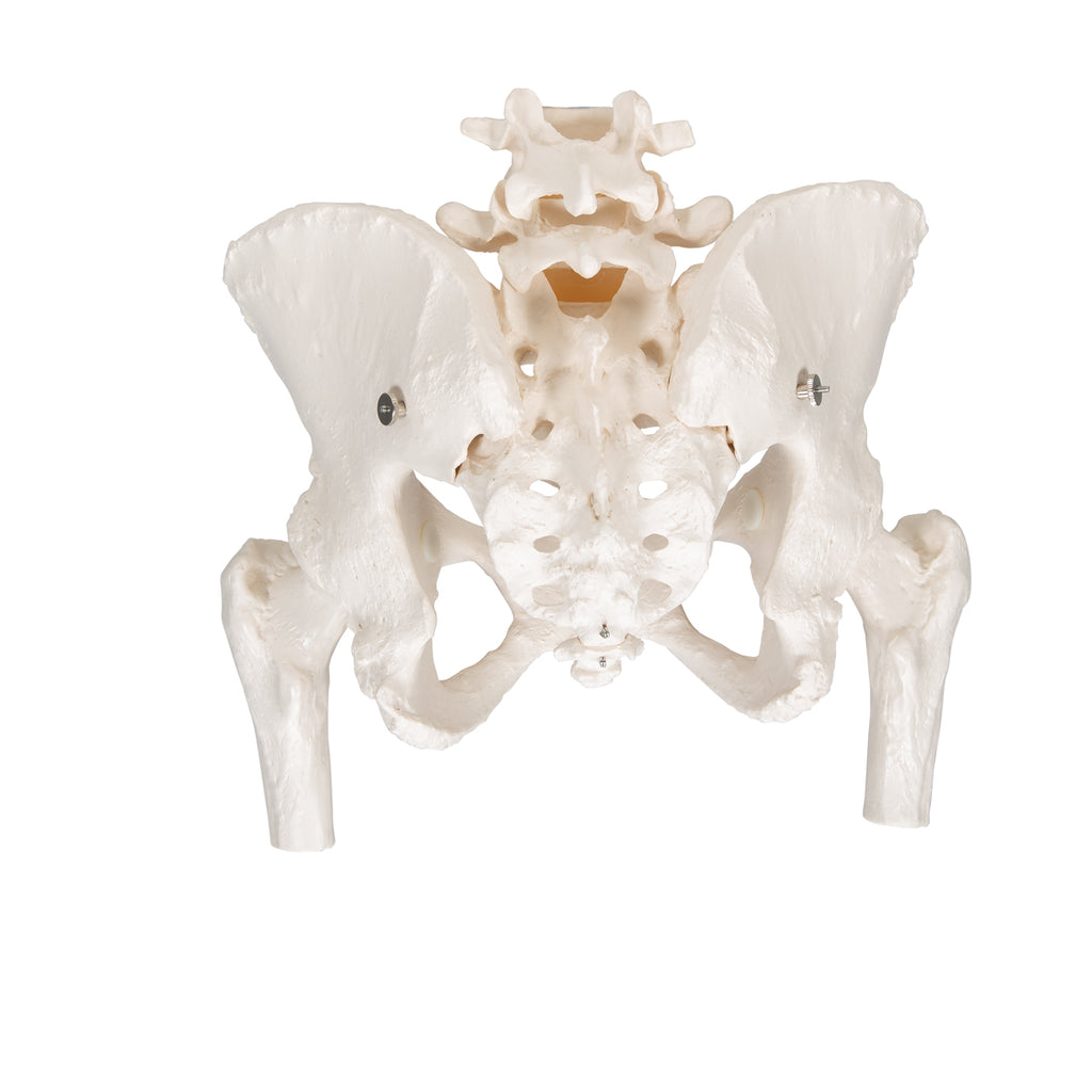 3B Scientific A62 Female Pelvic Skeleton with Moveable Femur Heads
