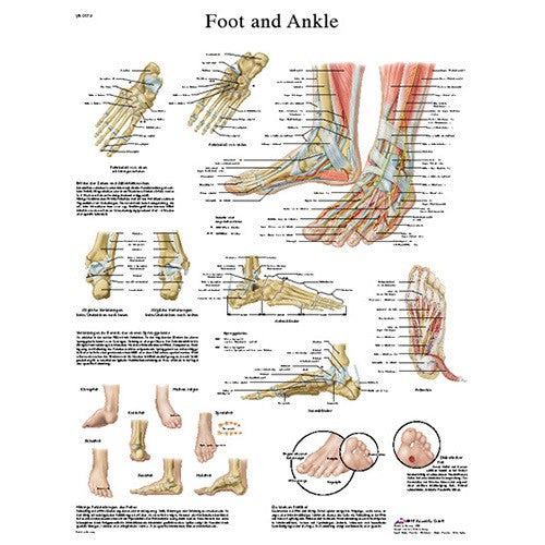 Anatomical Chart - Foot & Ankle, Laminated