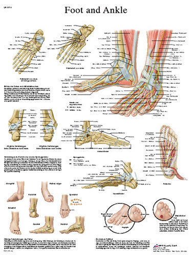 Anatomical Chart - Foot & Ankle - Laminated