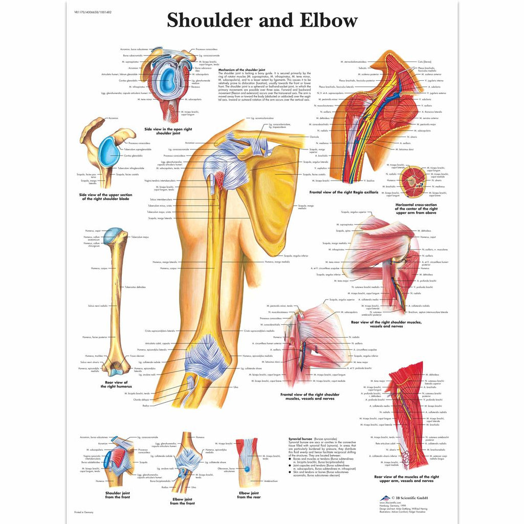 Shoulder And Elbow Anatomical Chart