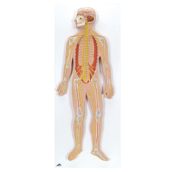 Nervous System 1/2 life-size Model