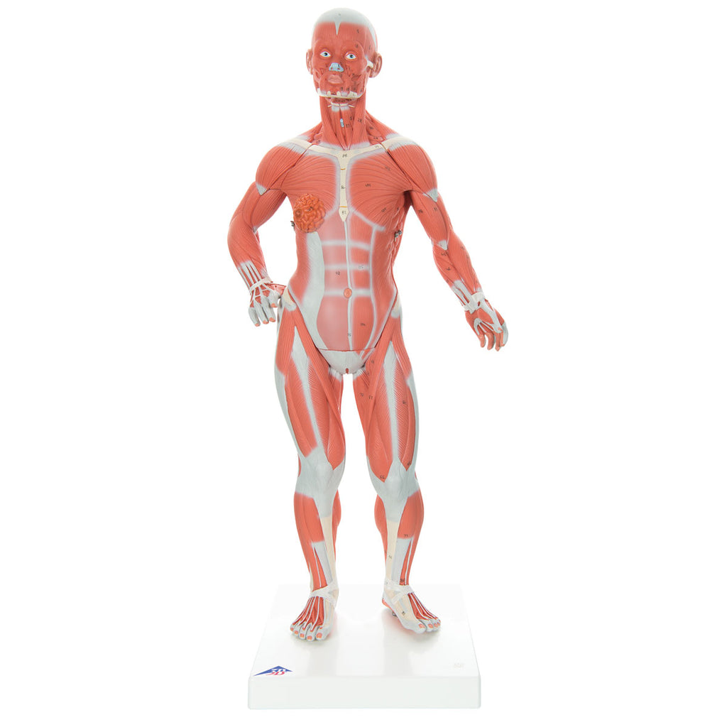 Muscular Figure Anatomical Model