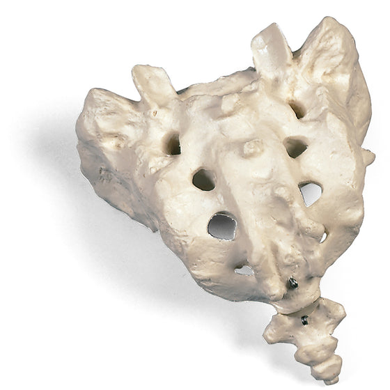 Sacrum and Coccyx Skeletal Model