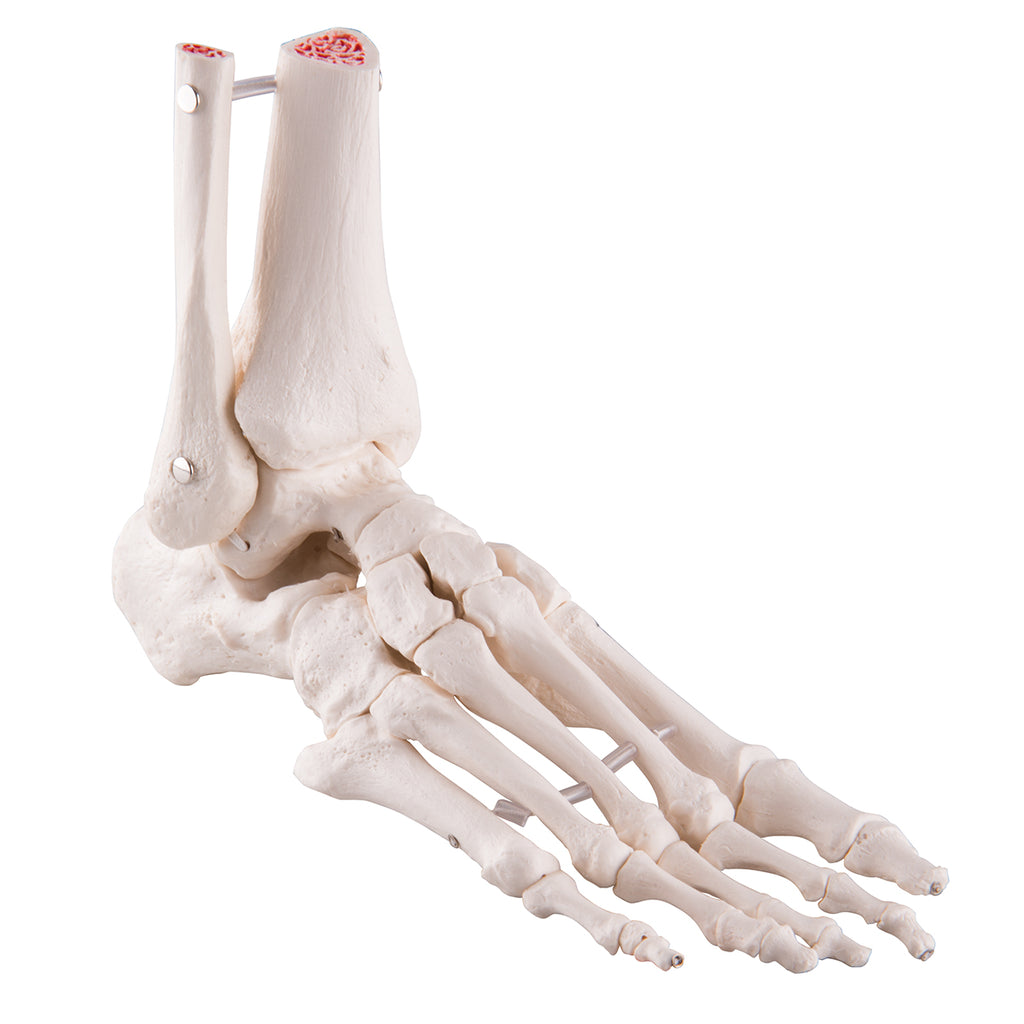 Foot Skeleton Flexibly  Mounted with Portions of Tibia-Fibula