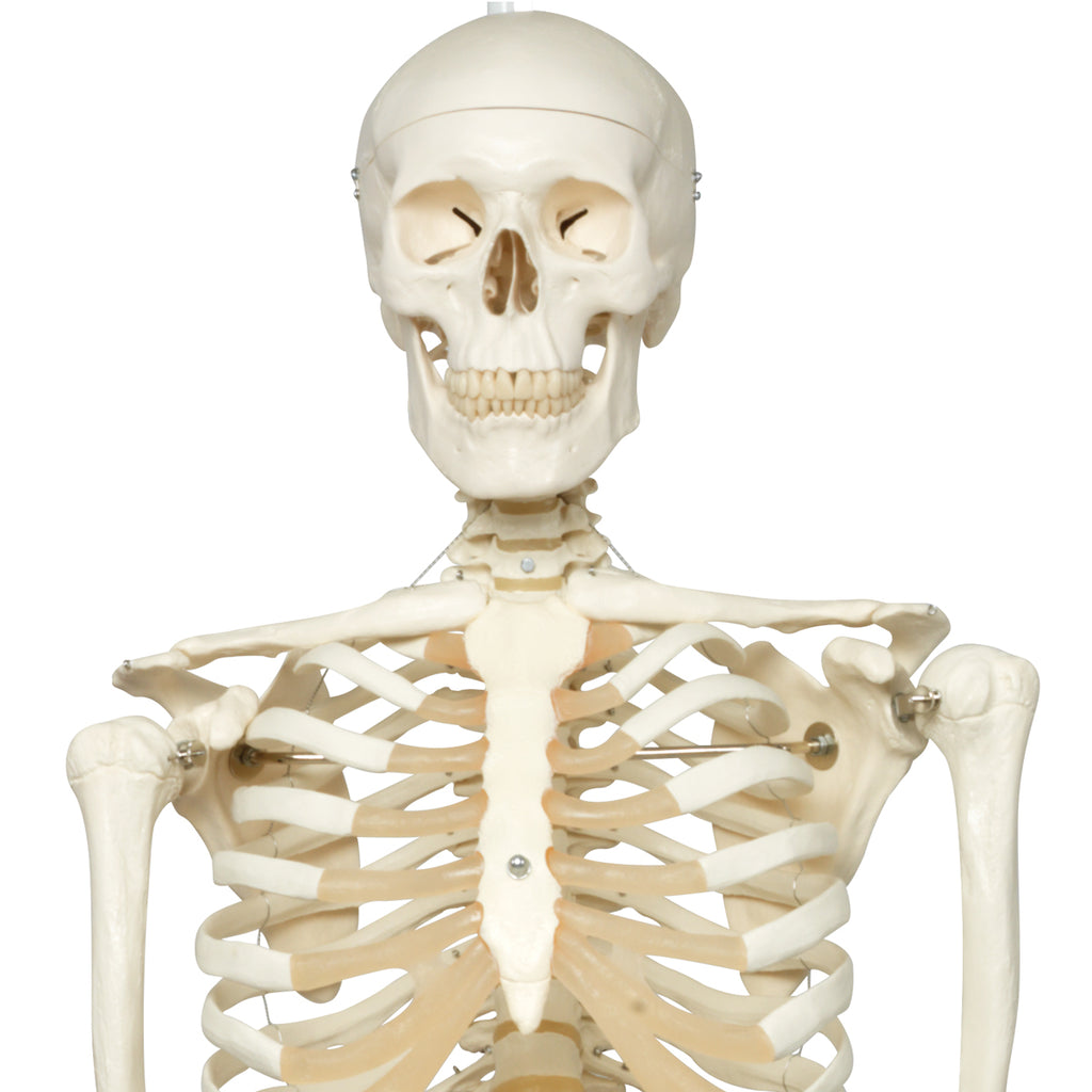 Stan the Standard Skeleton with Hanging Roller Stand